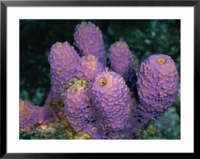 Close-Up Of Sponges Off The Coast Of Navassa Island by Wolcott Henry Pricing Limited Edition Print image