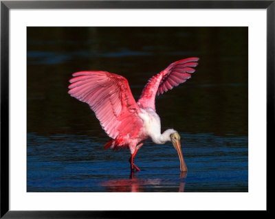 Roseate Spoonbill, Ding Darling National Wildlife Refuge, Sanibel Island, Florida, Usa by Charles Sleicher Pricing Limited Edition Print image