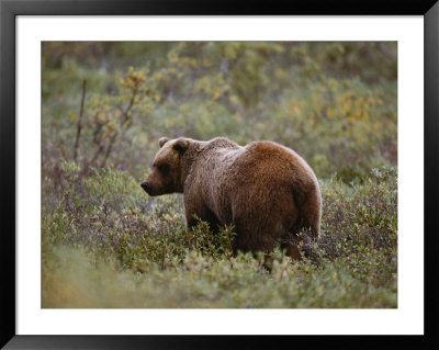 A Young Grizzly Bear by Paul Nicklen Pricing Limited Edition Print image