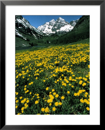 Field Of Yellow Flowers With Mountains by Fred Luhman Pricing Limited Edition Print image