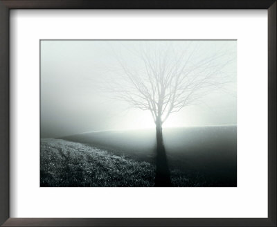 Sunlight Shining Behind Lone Tree by Jan Lakey Pricing Limited Edition Print image