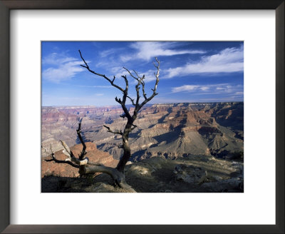 Dead Tree And View Of Canyon From The South Rim At Hopi Point, Arizona, Usa by Ruth Tomlinson Pricing Limited Edition Print image