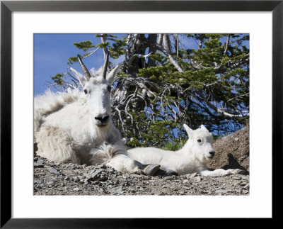 Mother And Baby Mountain Goats In Glacier National Park, Montana, Usa by Diane Johnson Pricing Limited Edition Print image