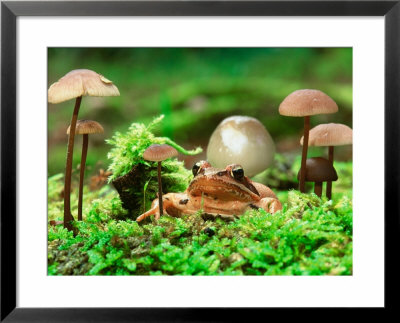 Small Toad Surrounded By Mushrooms, Jasmund National Park, Island Of Ruegen, Germany by Christian Ziegler Pricing Limited Edition Print image