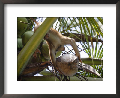 A Trained Monkey Picks Coconuts On Koh Samui, Thailand, Southeast Asia by Andrew Mcconnell Pricing Limited Edition Print image