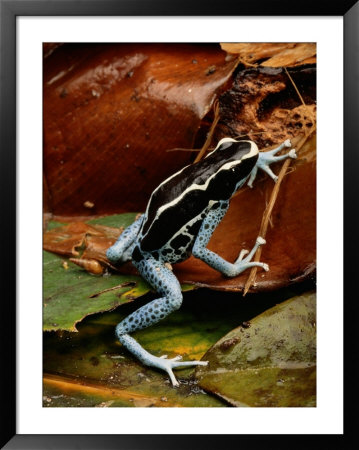 Poison-Dart Frog by George Grall Pricing Limited Edition Print image
