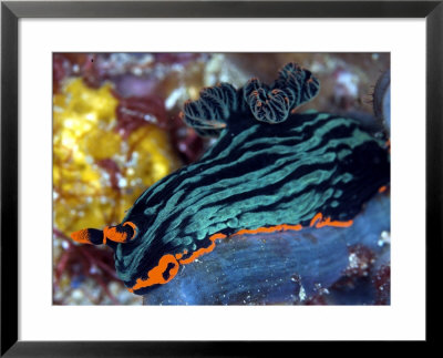 Nembrotha Kubaryana, Indonesia by Mark Webster Pricing Limited Edition Print image