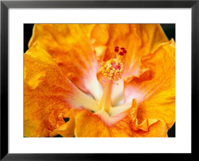 Hibiscus, State Flower, Hawaii by Terri Froelich Pricing Limited Edition Print image