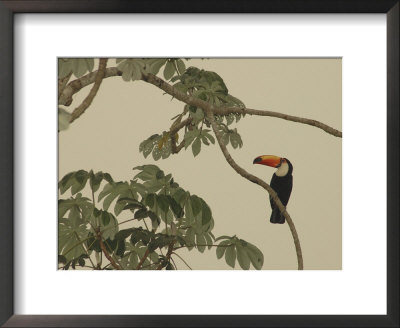 Toco Toucan Fledgling At The Fazenda Barranco Alto by Nicole Duplaix Pricing Limited Edition Print image