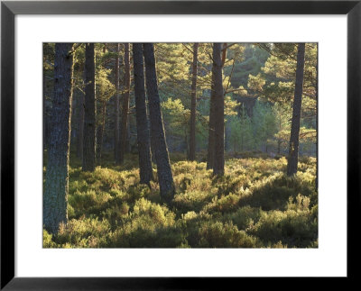 Abernethy Forest Rspb Reserve, Scotland by Mark Hamblin Pricing Limited Edition Print image
