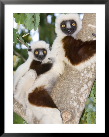 Coquerels Sifaka, Female With Youngster On Back, Madagascar by Mike Powles Pricing Limited Edition Print image