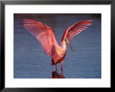 Roseate Spoonbill With Wings Spread by Charles Sleicher Pricing Limited Edition Print image