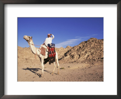 Bedouin And Camel, Sinai, Egypt, North Africa, Africa by Nico Tondini Pricing Limited Edition Print image