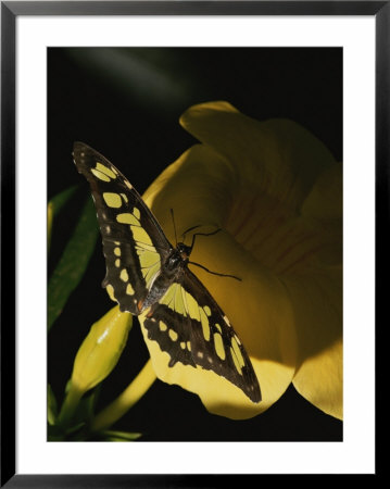 A Malachite Butterfly Resting With Its Wings Spread by Brian Gordon Green Pricing Limited Edition Print image