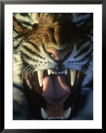 Bengal Tiger, Panthera Tigris by Brian Kenney Pricing Limited Edition Print image