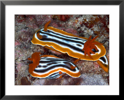 Chromodoris Magnifica, Indonesia by Mark Webster Pricing Limited Edition Print image