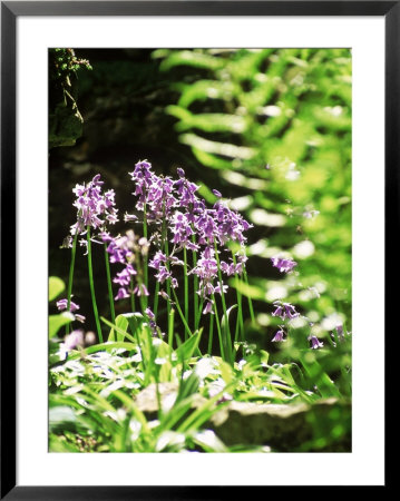 Hyacinthoides (Unnamed Bluebell), Ferns by Mark Bolton Pricing Limited Edition Print image