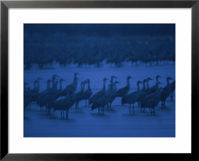 A Flock Of Sandhill Cranes At Twilight by Joel Sartore Pricing Limited Edition Print image