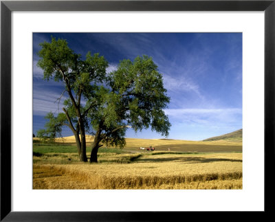 Lone Tree In Harvest Time Field, Palouse, Washington, Usa by Terry Eggers Pricing Limited Edition Print image