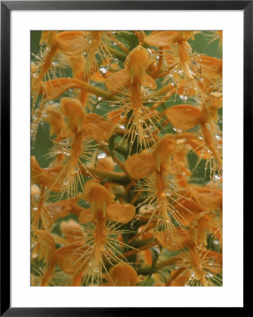 Close-Up Of Yellow Fringed Orchid With Dew In Summertime, Michigan, Usa by Mark Carlson Pricing Limited Edition Print image