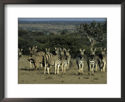 Burchell's Zebra, Equus Burchelli, Namibia, Africa by Thorsten Milse Pricing Limited Edition Print image