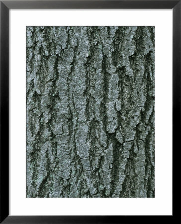A Close View Of Tree Bark In Rock Creek Park In Washington, Dc by Taylor S. Kennedy Pricing Limited Edition Print image