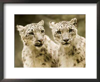 Portrait Of Two Captive Snow Leopards by Tim Laman Pricing Limited Edition Print image