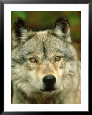 Timber Wolf, Canis Lupus Close-Up Portrait In Autumn Foliage, Usa by Mark Hamblin Pricing Limited Edition Print image