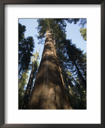 Giant Redwood In The Mariposa Grove, California by Bill Hatcher Pricing Limited Edition Print image