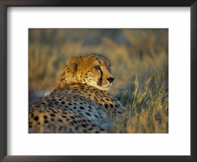 Captive Cheetah (Acinonyx Jubatus), Namibia, Africa by Steve & Ann Toon Pricing Limited Edition Print image
