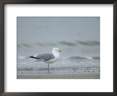 Herring Gull, Larus Argentatus, Heligoland, Germany by Thorsten Milse Pricing Limited Edition Print image