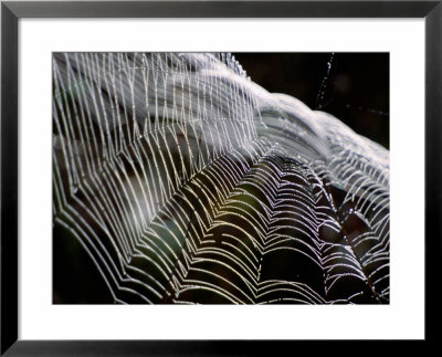 Orb Spider Web, Big Cypress Natural Preserve, Florida by Mark Newman Pricing Limited Edition Print image