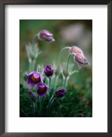 Backsippa Is A Spectacular Wildflower Found In Skane Throughout Spring, Skane, Sweden by Anders Blomqvist Pricing Limited Edition Print image