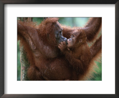 Sumatran Orang Utan 'Kissing' Young, Gunung Leuser National Park, Sumatra, Indonesia by Anup Shah Pricing Limited Edition Print image
