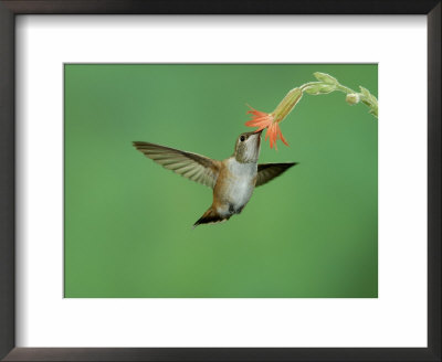 Rufous Hummingbird, Immature Feeding On Scarlet Gilia Paradise, Chiricahua Mountains, Arizona, Usa by Rolf Nussbaumer Pricing Limited Edition Print image