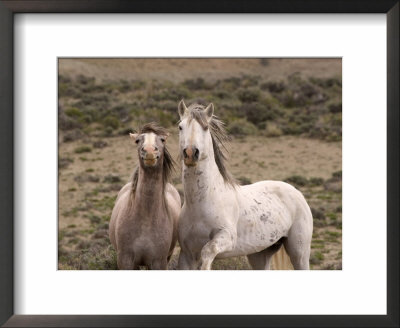 Mustang / Wild Horse, Grey Stallion And Filly, Wyoming, Usa Adobe Town Hma by Carol Walker Pricing Limited Edition Print image