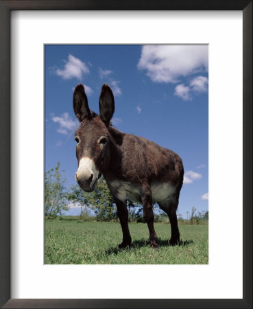 Domestic Donkey, Wisconsin, Usa by Lynn M. Stone Pricing Limited Edition Print image