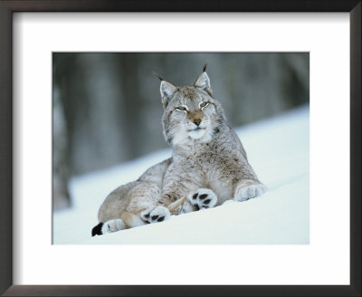 European Lynx In Snow, Norway by Pete Cairns Pricing Limited Edition Print image