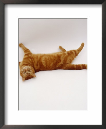 Domestic Cat, British Shorthair Red Tabby Female Rolling On Back by Jane Burton Pricing Limited Edition Print image