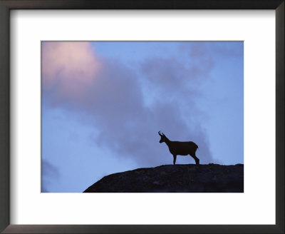 Chamois (Rupicapra Rupicapra) Silhouetted, Gran Paradiso National Park, Italy by Tim Edwards Pricing Limited Edition Print image