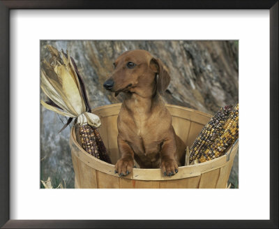 Smooth Haired Dachshund Dog (Canis Familiaris) by Lynn M. Stone Pricing Limited Edition Print image