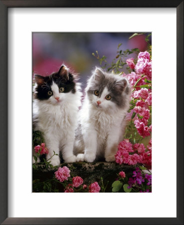 Domestic Cat, Black And Blue Bicolour Persian-Cross Kittens Among Pink Climbing Roses by Jane Burton Pricing Limited Edition Print image