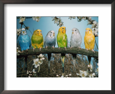 Six Budgerigars (Melopsittacus Undulatus) by Reinhard Pricing Limited Edition Print image