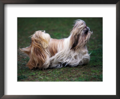 Shih Tzu Running by Adriano Bacchella Pricing Limited Edition Print image