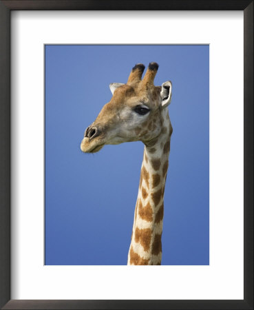 Giraffe, Male Portrait, Etosha National Park, Namibia by Tony Heald Pricing Limited Edition Print image