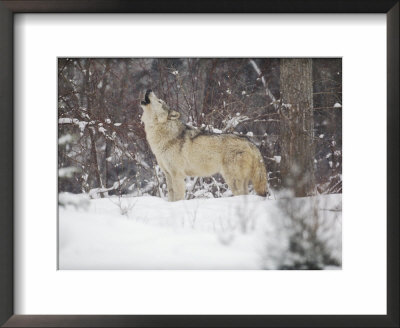 Portrait Of Grey Wolf Howling In The Snow by Lynn M. Stone Pricing Limited Edition Print image