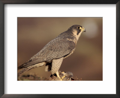 Peregrine Falcon Female (Falco Peregrinus), Subspecies Brookei From Southern Europe by Niall Benvie Pricing Limited Edition Print image