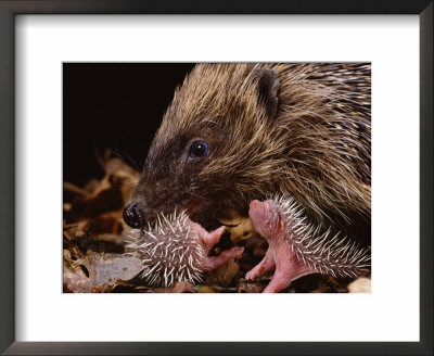 Hedgehog Carrying Newborn To New Nest (Erinaceus Europaeus), Uk by Jane Burton Pricing Limited Edition Print image