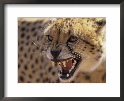 Cheetah Snarling (Acinonyx Jubatus) Dewildt Cheetah Research Centre, South Africa by Tony Heald Pricing Limited Edition Print image