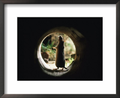 Brown Rat (Rattus Norvegicus) Standing At Entrance To Drain by Jane Burton Pricing Limited Edition Print image